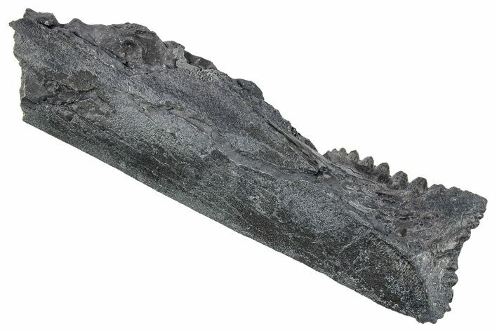Bizarre Shark (Edestus) Jaw Section with Tooth - Carboniferous #269682